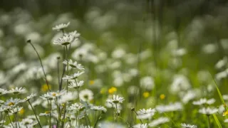 Príbeh krajiny lúk