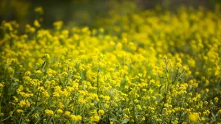 Príbeh krajiny lúk