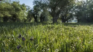 Príbeh krajiny lúk