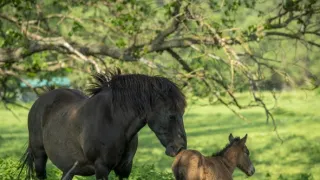 Príbeh krajiny lúk