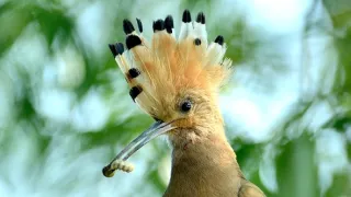 Príbeh krajiny lúk