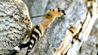 Príbeh krajiny lúk