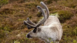 Norsko: Mezi fjordy a fjelly