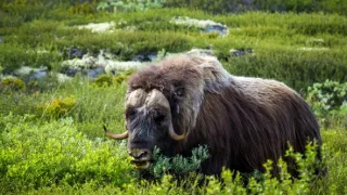 Norsko: Mezi fjordy a fjelly