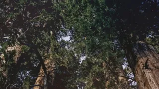 Zázračná planéta: Zelená planéta (4/5)