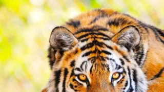 Vek mačkovitých šeliem (1/3)