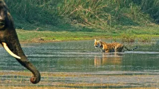 Vek mačkovitých šeliem (1/3)