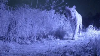 Vek mačkovitých šeliem (1/3)