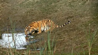 Vek mačkovitých šeliem (1/3)