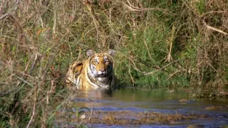 Vek mačkovitých šeliem (1/3)