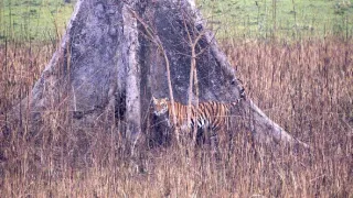 Vek mačkovitých šeliem (1/3)