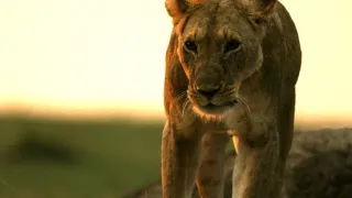 Vek mačkovitých šeliem (1/3)