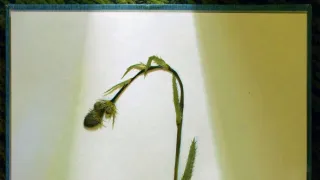 České stopy v rostlinné říši Latinské Ameriky