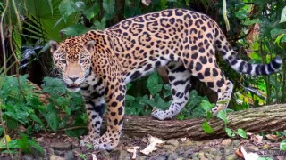 Posledné prírodné raje (1/6)