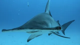 Tvárou v tvár žralokom (4)