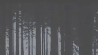Temné srdce lesa