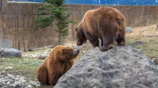 Dospívání grizzlyho: Příběh dvou sirotků