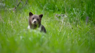 Dospívání grizzlyho: Příběh dvou sirotků