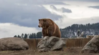 Dospívání grizzlyho: Příběh dvou sirotků