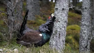 Príroda Kantaberských hôr (1/2)