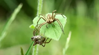 Príroda Kantaberských hôr (1/2)