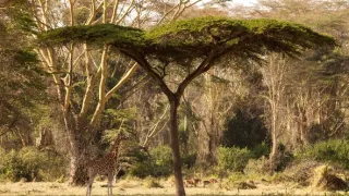 Žirafy zblízka aj z výšky