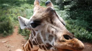 Žirafy zblízka aj z výšky