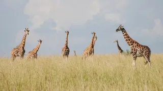 Žirafy zblízka aj z výšky