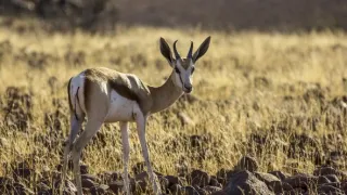 Žirafy zblízka aj z výšky