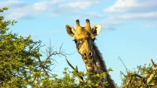 Žirafy zblízka aj z výšky