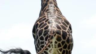 Žirafy zblízka aj z výšky