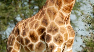 Žirafy zblízka aj z výšky