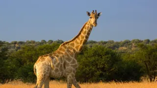 Žirafy zblízka aj z výšky