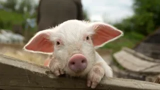 Nanny McPhee és a nagy bumm