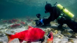 Pytačky vo svete zvierat (4/5)