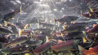 Pytačky vo svete zvierat (4/5)