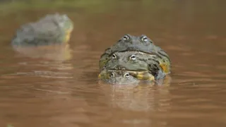 Pytačky vo svete zvierat (4/5)