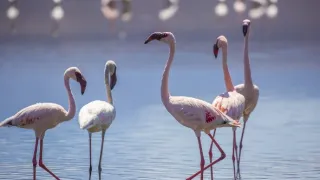 Pytačky vo svete zvierat (4/5)