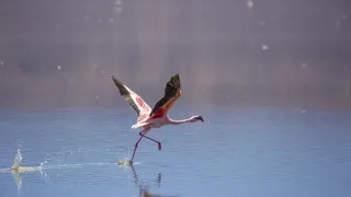 Pytačky vo svete zvierat (4/5)