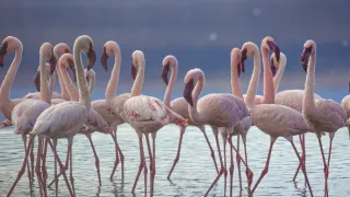 Pytačky vo svete zvierat (4/5)