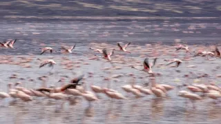 Pytačky vo svete zvierat (4/5)