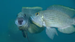 Pytačky vo svete zvierat (4/5)