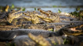 Pytačky vo svete zvierat (4/5)