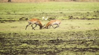 Pytačky vo svete zvierat (4/5)