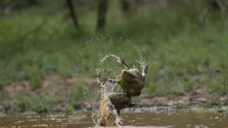 Pytačky vo svete zvierat (4/5)
