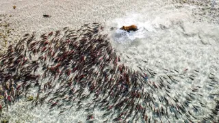 Pytačky vo svete zvierat (4/5)