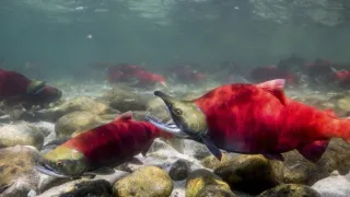 Pytačky vo svete zvierat (4/5)