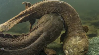 Pytačky vo svete zvierat (4/5)