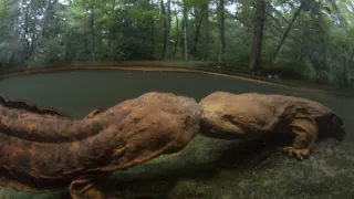 Pytačky vo svete zvierat (4/5)