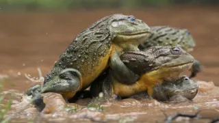 Pytačky vo svete zvierat (4/5)